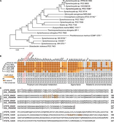 Multi-Omic Analyses Reveal Habitat Adaptation of Marine Cyanobacterium Synechocystis sp. PCC 7338